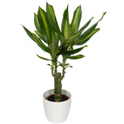 Dracaena Massangeana + Cache pot Blanc /